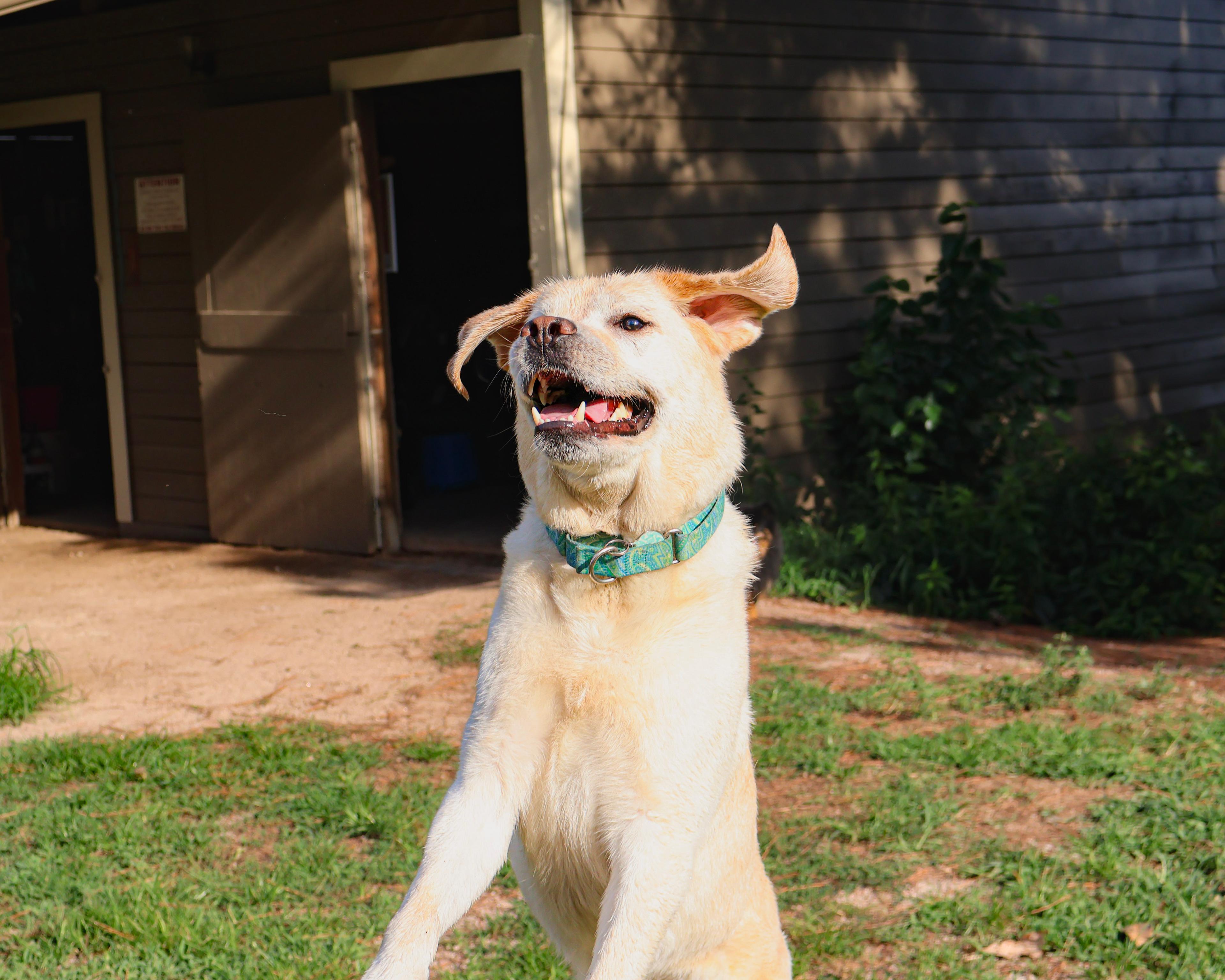 Pet Portraits